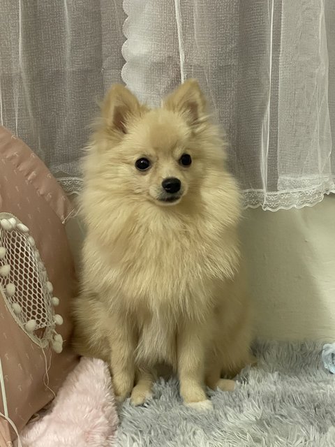 Didi - Pomeranian Dog