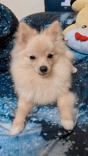 Didi - Pomeranian Dog