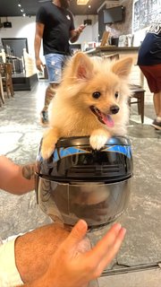 Didi - Pomeranian Dog