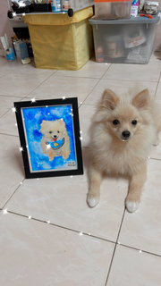 Didi - Pomeranian Dog