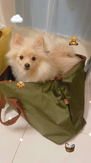 Didi - Pomeranian Dog