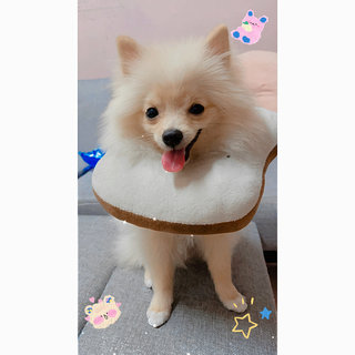 Didi - Pomeranian Dog