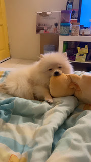 Didi - Pomeranian Dog