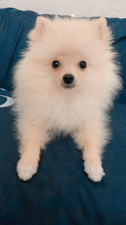 Didi - Pomeranian Dog