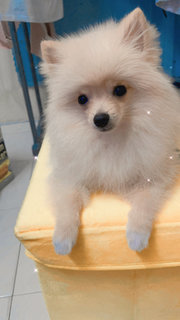 Didi - Pomeranian Dog