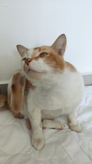 Milo - Domestic Short Hair Cat