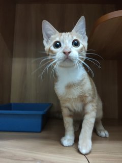 Orange  - Domestic Short Hair Cat