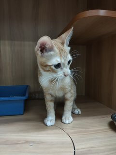 Orange  - Domestic Short Hair Cat