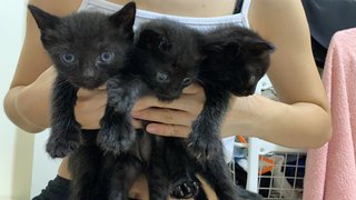 Minnie &amp; Nala - Siamese + British Shorthair Cat