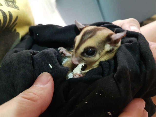 PF112726 - Sugar Glider Small & Furry