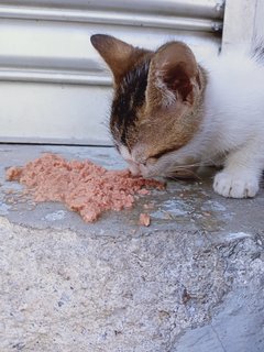 Siti Balqis  - Domestic Short Hair Cat