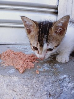 Siti Balqis  - Domestic Short Hair Cat