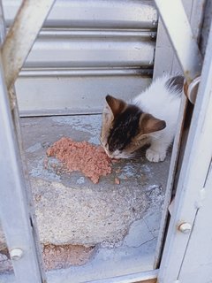 Siti Balqis  - Domestic Short Hair Cat