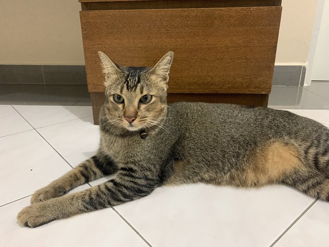 Black Bean - Domestic Short Hair Cat