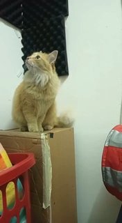 Orange - Domestic Long Hair + Maine Coon Cat