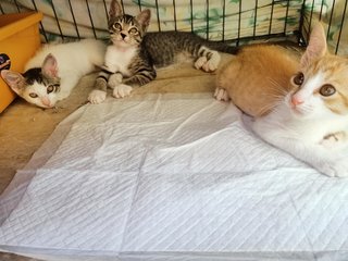 Kittens - Domestic Short Hair Cat