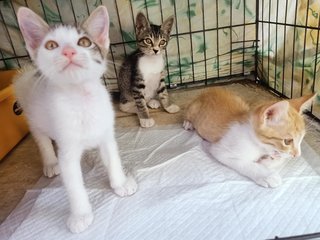 Kittens - Domestic Short Hair Cat