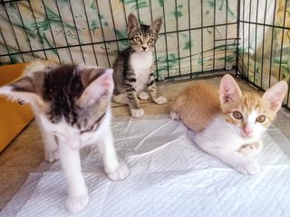 Kittens - Domestic Short Hair Cat