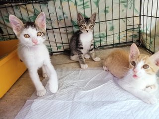 Kittens - Domestic Short Hair Cat