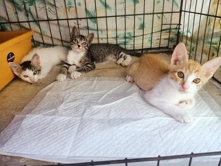 Kittens - Domestic Short Hair Cat