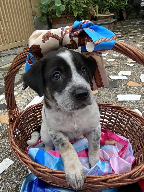Mikey  - Mixed Breed Dog
