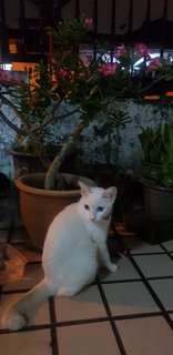 Wanwan - Domestic Short Hair Cat