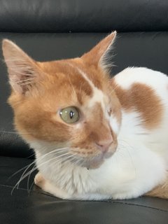 Helios - Domestic Short Hair Cat