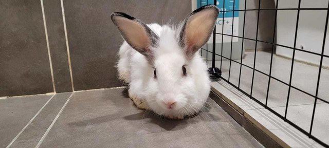 Daisy - Lionhead + Bunny Rabbit Rabbit