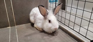 Daisy - Lionhead + Bunny Rabbit Rabbit