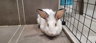 Daisy - Lionhead + Bunny Rabbit Rabbit