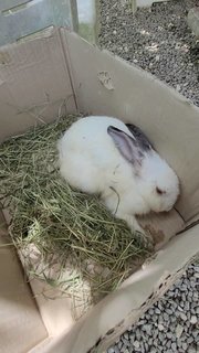 Daisy - Lionhead + Bunny Rabbit Rabbit