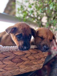 Betty &amp; Bobbi - Mixed Breed Dog