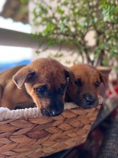 Betty &amp; Bobbi - Mixed Breed Dog