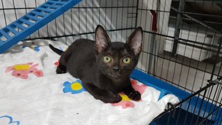 Moon (Fka Becker) - Domestic Short Hair Cat