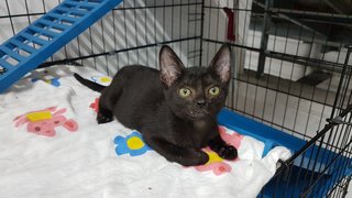 Moon (Fka Becker) - Domestic Short Hair Cat