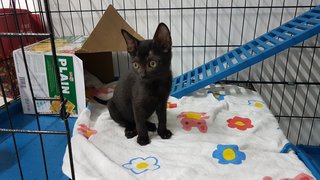 Moon (Fka Becker) - Domestic Short Hair Cat