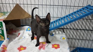 Moon (Fka Becker) - Domestic Short Hair Cat