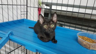 Moon (Fka Becker) - Domestic Short Hair Cat