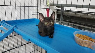 Moon (Fka Becker) - Domestic Short Hair Cat