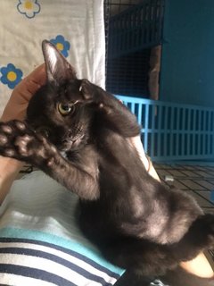 Moon (Fka Becker) - Domestic Short Hair Cat