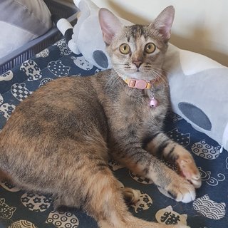 Cookie The Spunky Gal - Tortoiseshell + Tabby Cat