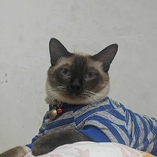 Sean / Shawn - Siamese + Tonkinese Cat