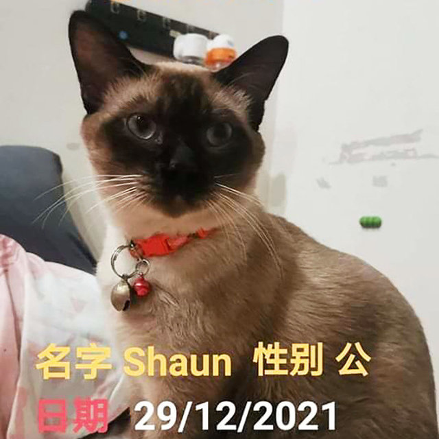 Sean / Shawn - Siamese + Tonkinese Cat