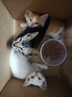 3 Kittens  - Domestic Short Hair Cat