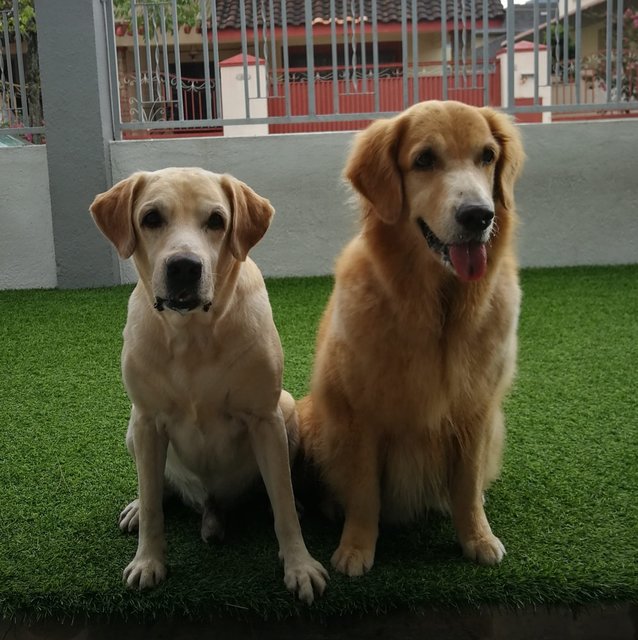 Lucas - Labrador Retriever Dog