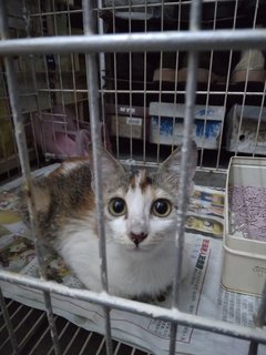 Tesco Girl - Domestic Short Hair + Calico Cat