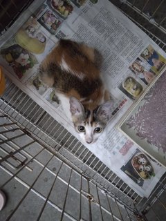 Tesco Girl - Domestic Short Hair + Calico Cat