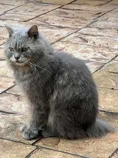 Darwin - British Shorthair + Birman Cat