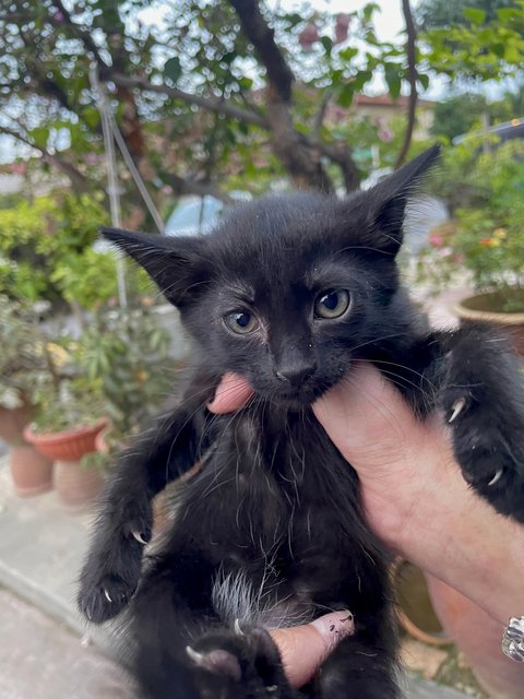 Flurry - Domestic Medium Hair + Bombay Cat