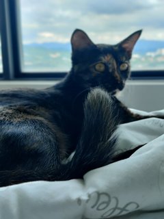 Nyx - Domestic Short Hair Cat